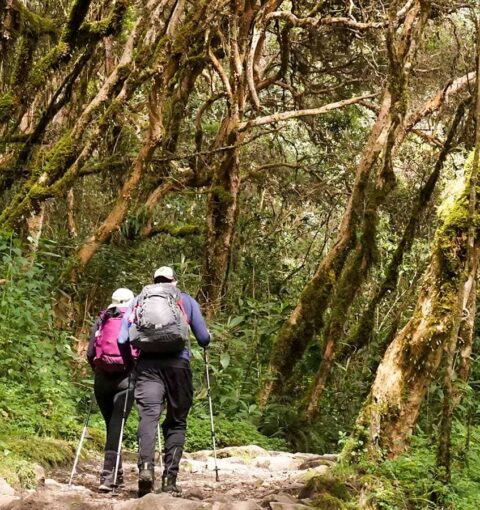 Inca Trail February 2023 Closed But open between March and December 2023