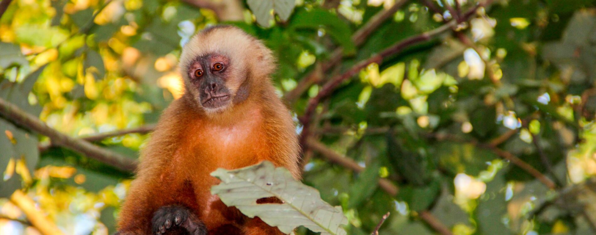 The Peruvian Amazon Rainforest: Everything You Need to Know Before Visiting