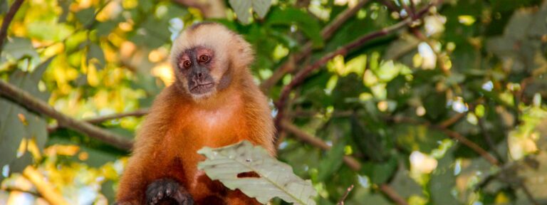 The Peruvian Amazon Rainforest: Everything You Need to Know Before Visiting