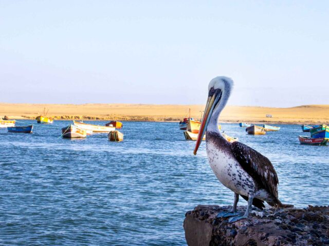 Paracas National Reserve