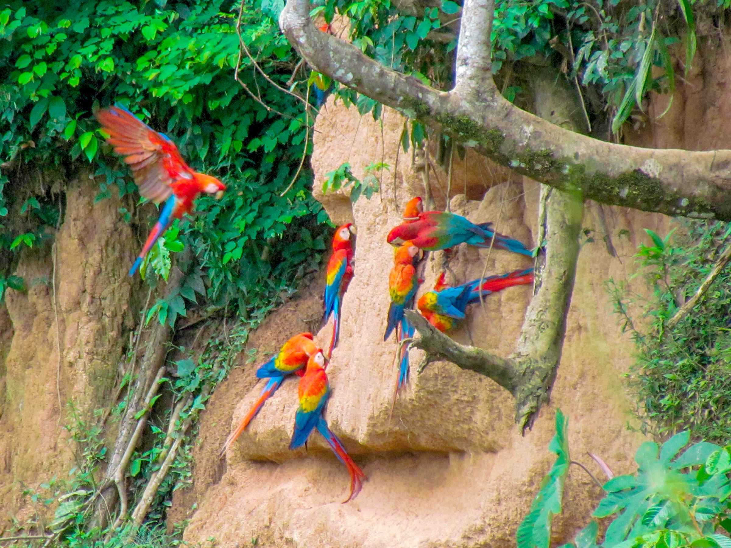 macaw clay lick tambopata 3-day