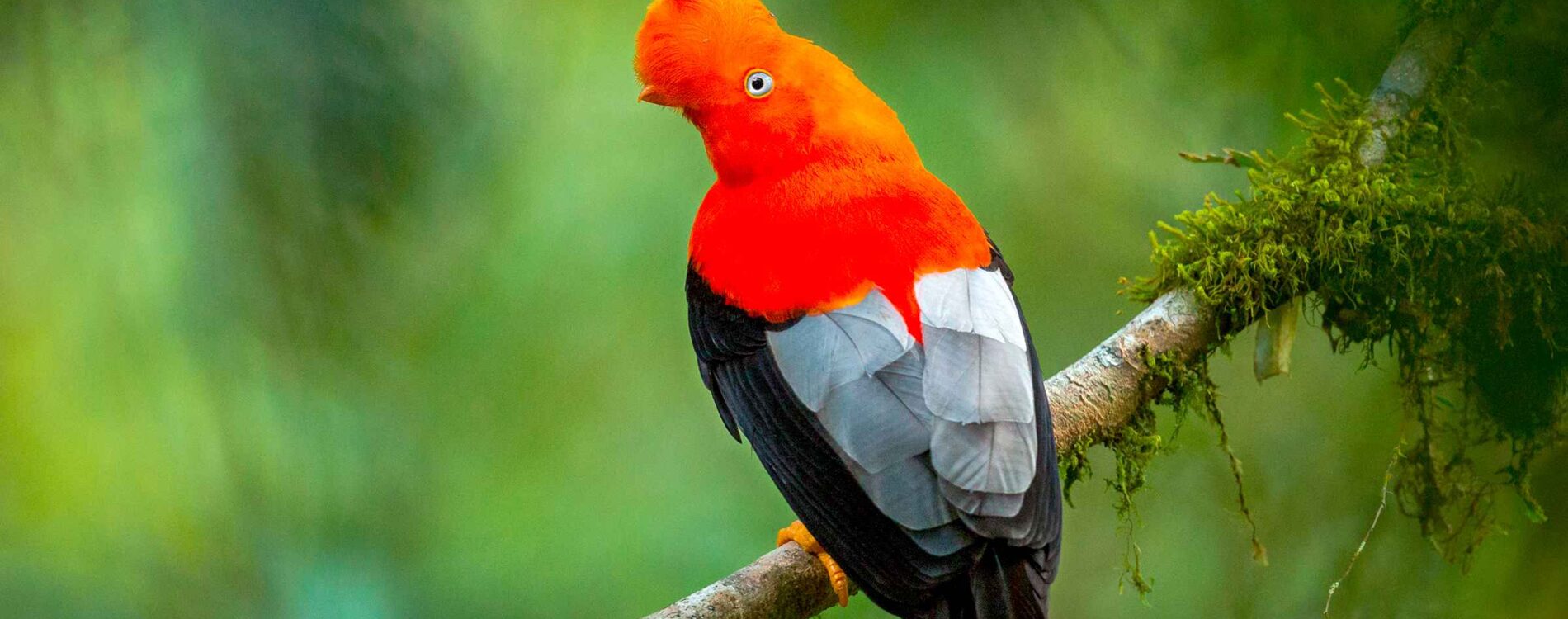 Puerto Maldonado 3-Day Amazon Tour