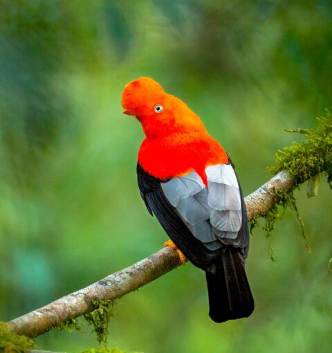 Puerto Maldonado 3-Day Amazon Tour