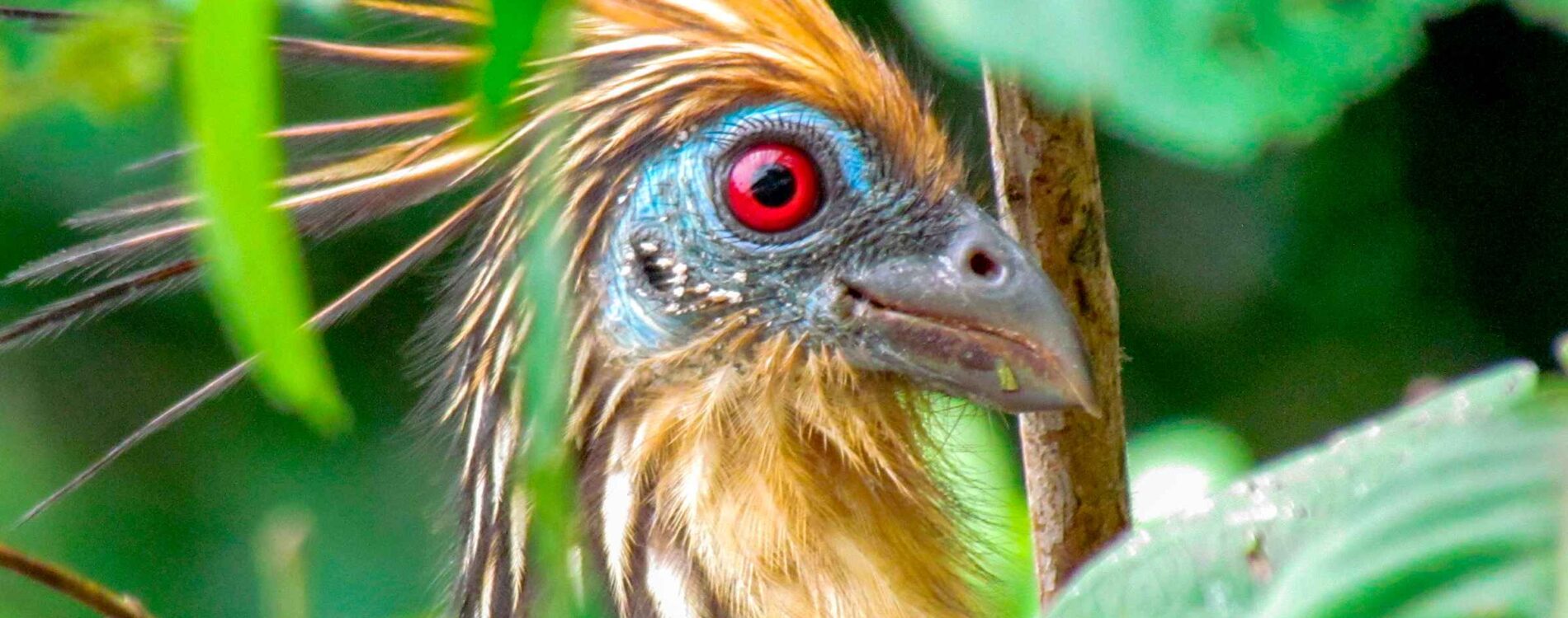 Amazon Flavors | Food at Ayahuasca Retreats