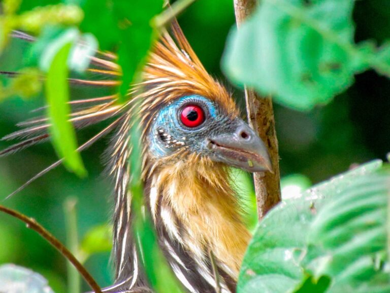 Amazon Flavors | Food at Ayahuasca Retreats